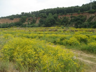 toxicitat plantes invasores