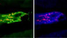 Múscul de ratolí al microscopi / Músculo de raton al microscopio