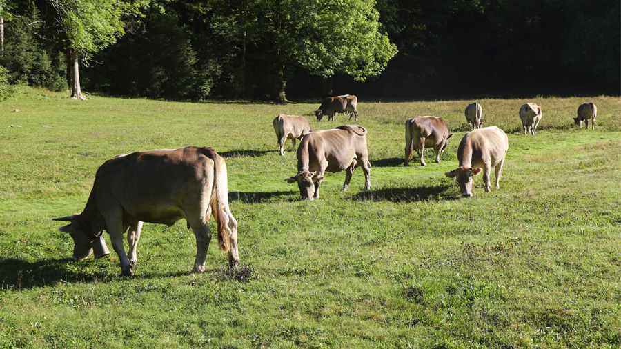 Raça bovina bruna dels Pirineus