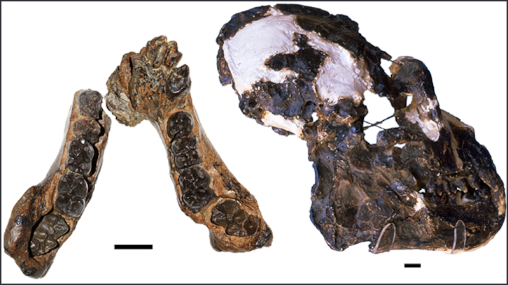 Mandíbula i crani tipus d'<i>Oreopithecus</i> <i>bambolii</i>