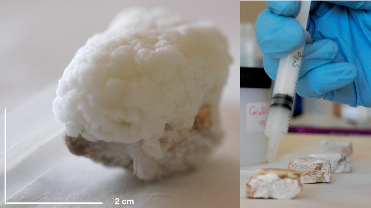 Inducció de nanocalç a ossos fòssils