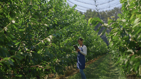 Persona trabajando en un cultivo de cerezos