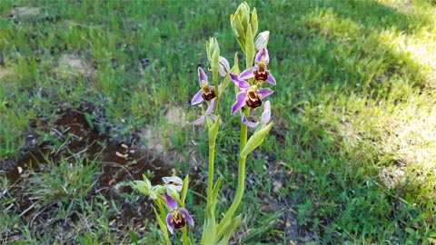 Orquídea Campus